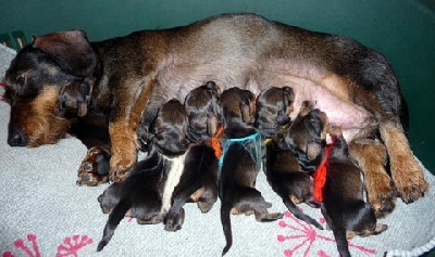 Kobeddus - chiots petits-enfants de Uruk, chez de la Fuye...