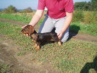 Kobeddus - Lemon, fille d´Ykem, Best In Show/Jeune...