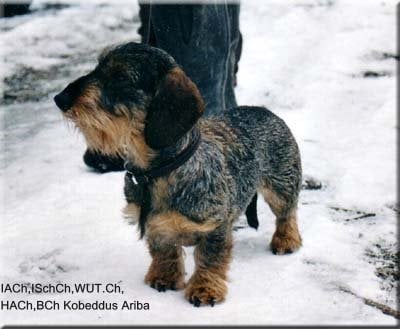 Kobeddus - 3.ième et 4.ième Champion de chasse pratique issu de Ch.Kobeddus Ariba