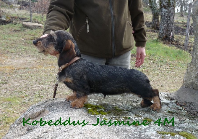 Kobeddus - Jasmine en Sp...