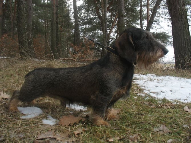 Kobeddus - Fils de Ykem, Meilleur du Concours parmis 60 chiens...