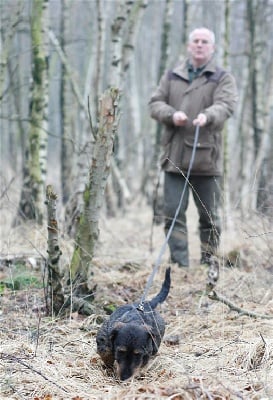 Kobeddus - Furuq, fils de Uruk, Gebrauchssieger 2009...