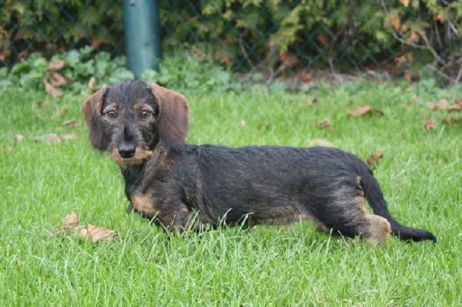 Kobeddus - Neeltje, fille de Effendi en parc à sangliers...