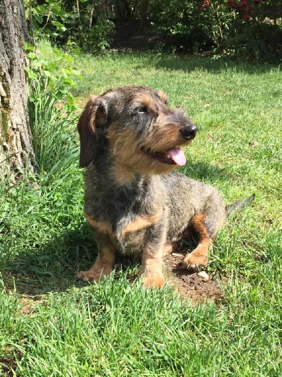 Kobeddus - Josta en parc à sangliers...