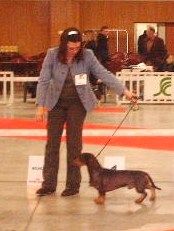 Kobeddus - Paris Dog Show: Exc.1 CAC,CACIB, Meilleur de Race BOB...