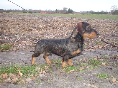 Kobeddus - Furuq Sharai, 10 mois, fils de Uruk, Sp/J et...