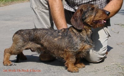 Kobeddus - 3 autres enfants isssus de la lignée ont obtenu CACIT au terrier...