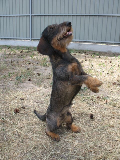 Kobeddus - Amadeus, fils de Ykem, Champion International ...