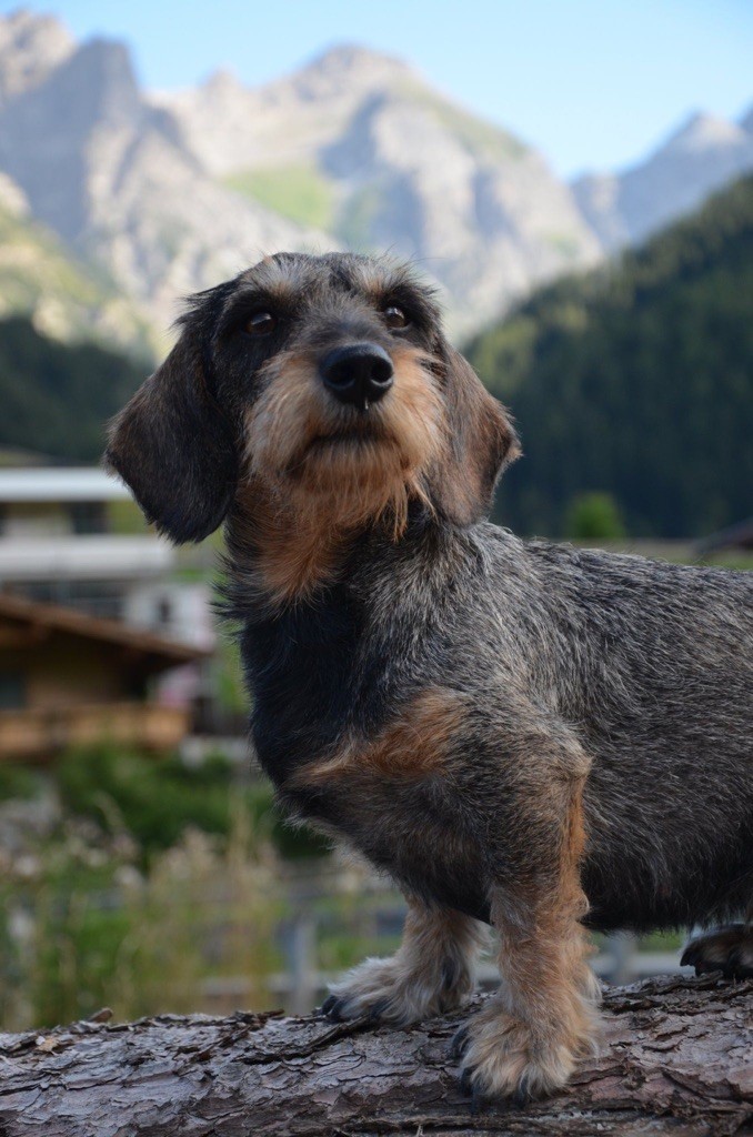 Kobeddus - Oolong Championne de Chasse Pratique...