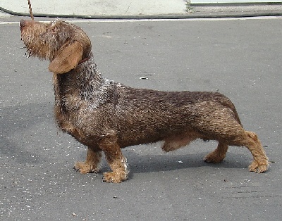 Kobeddus - expo chiens de chasse en Slovénie...