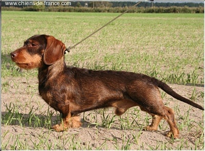 Kobeddus - un fils de Ykem: Champion de Chasse Pratique 2006 en Allemagne (GS)