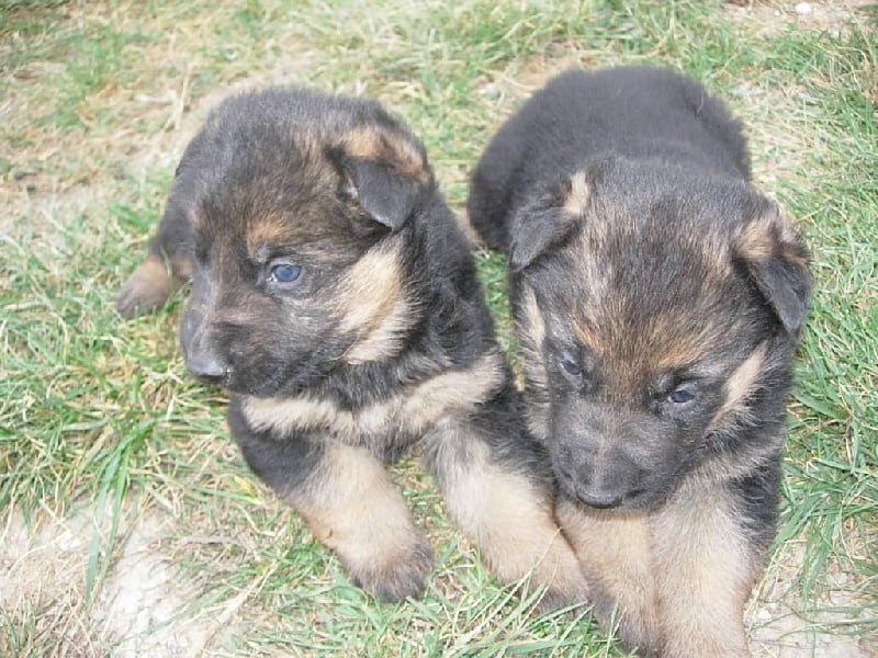 Chiot Berger Allemand Des scorpions intrépides