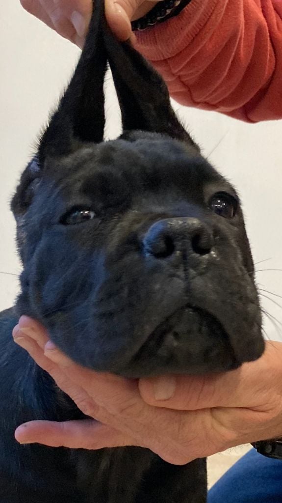 des Gardiens du Panthéon - Chiots disponibles - Cane Corso