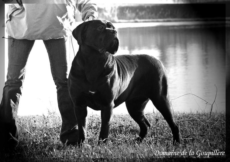 des Gardiens du Panthéon - Cane Corso - Portée née le 24/07/2011