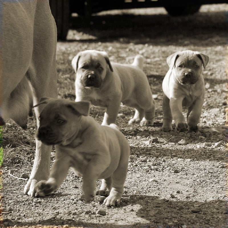 des Gardiens du Panthéon - Cane Corso - Portée née le 18/09/2009