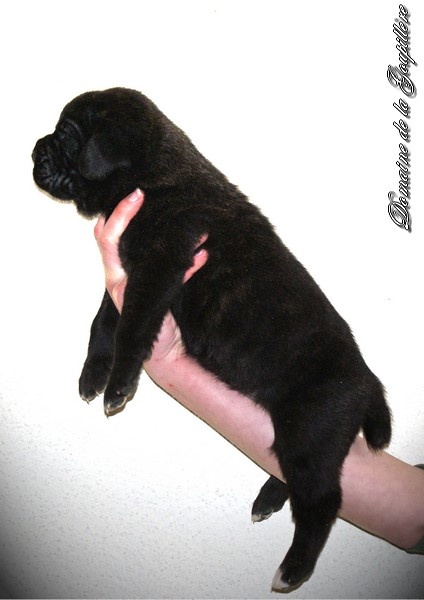 des Gardiens du Panthéon - Cane Corso - Portée née le 22/03/2010