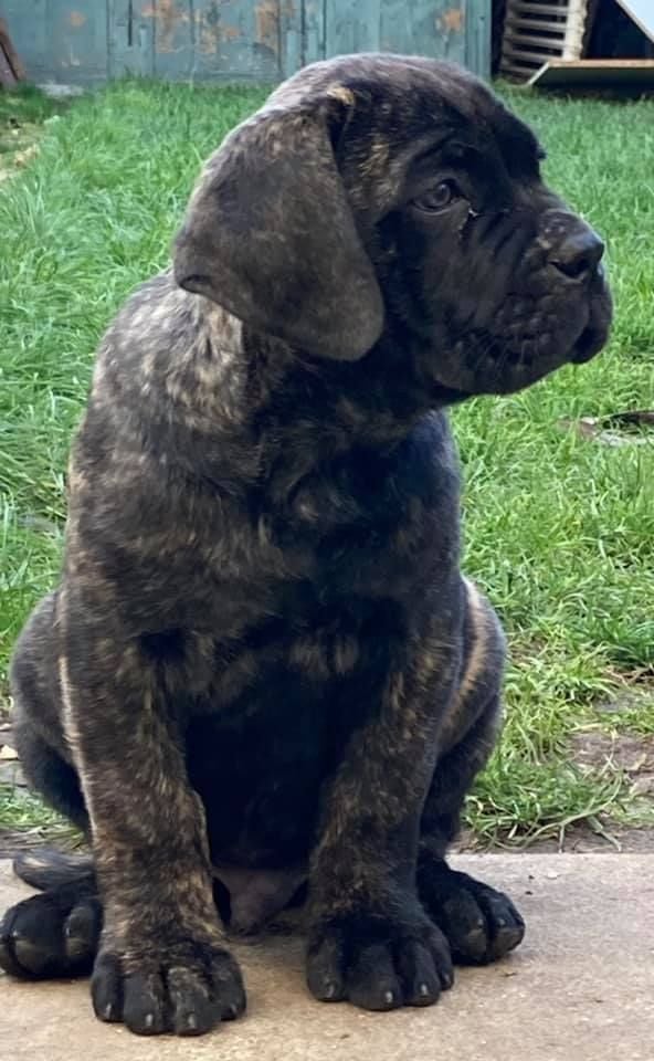 des Gardiens du Panthéon - Chiots disponibles - Cane Corso