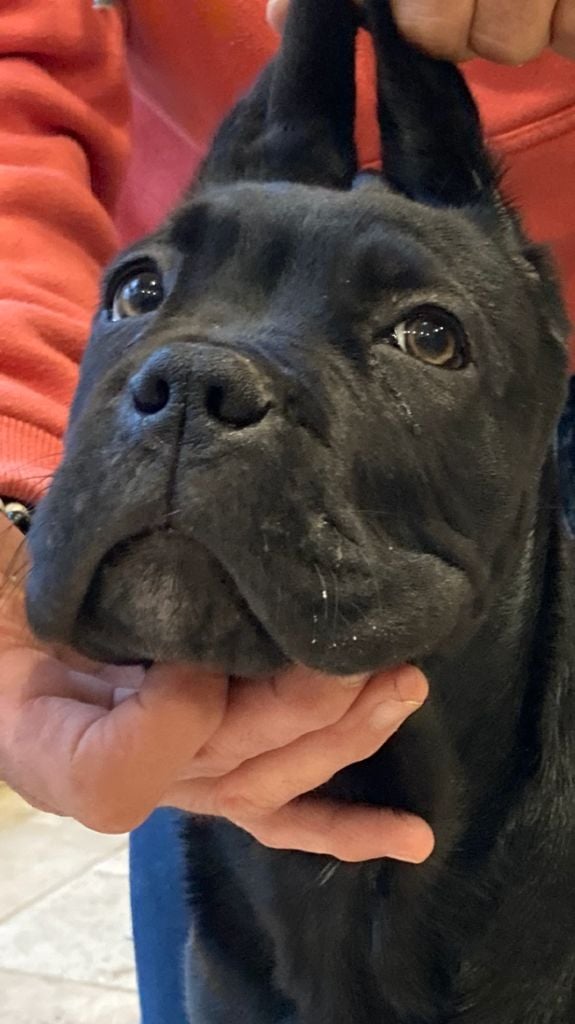 des Gardiens du Panthéon - Chiots disponibles - Cane Corso