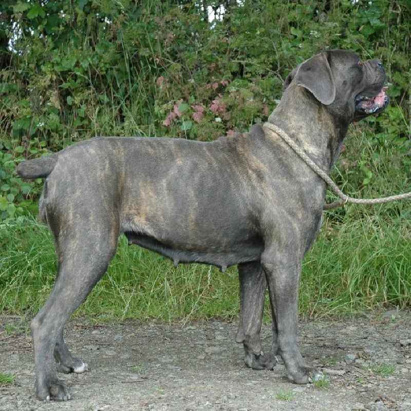 des Gardiens du Panthéon - Cane Corso - Portée née le 15/04/2010