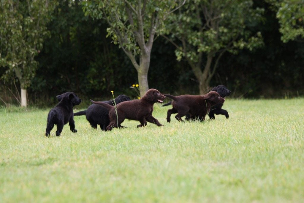 Conditions de vie de nos chiots