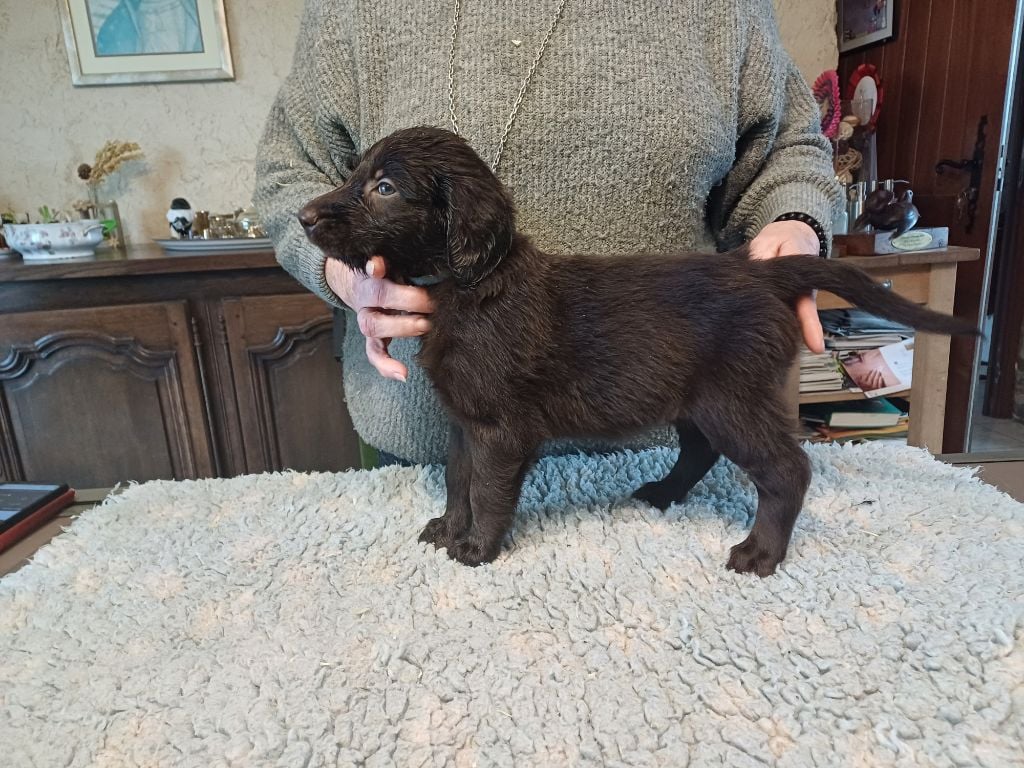 Du marais de la sangsurière - Chiots disponibles - Flat Coated Retriever