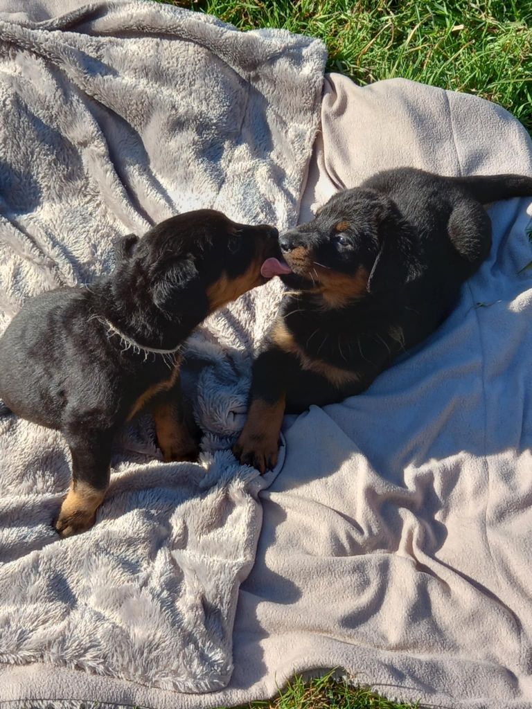 Chiot Berger de Beauce ETOILE DE MELCHIOR