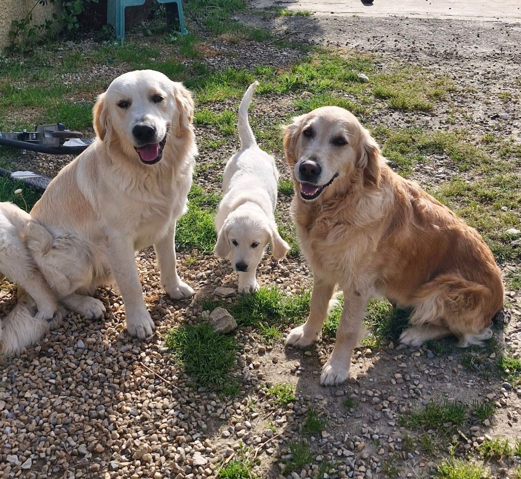 Des Truffes Dorées D'Ankamy - PLUS DE CHIOTS DISPONIBLE !