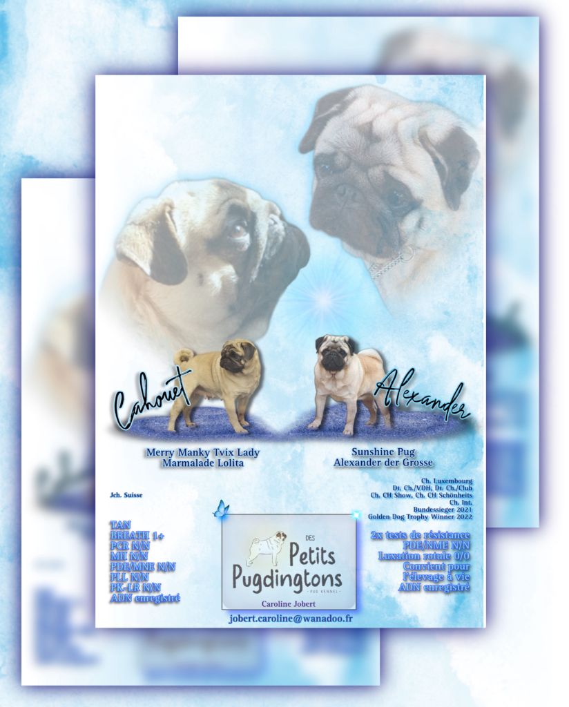 Des Petits Pugdingtons - CHIOTS CARLINS DISPONIBLES A LA RESERVATION 