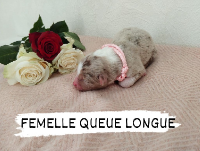 Femelle rouge merle