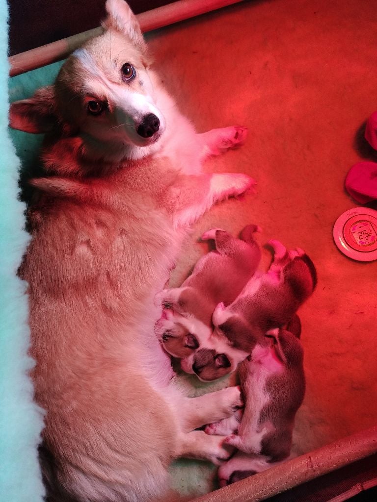 Des Bergers De La Petite Isle - Welsh Corgi Pembroke - Portée née le 16/02/2024