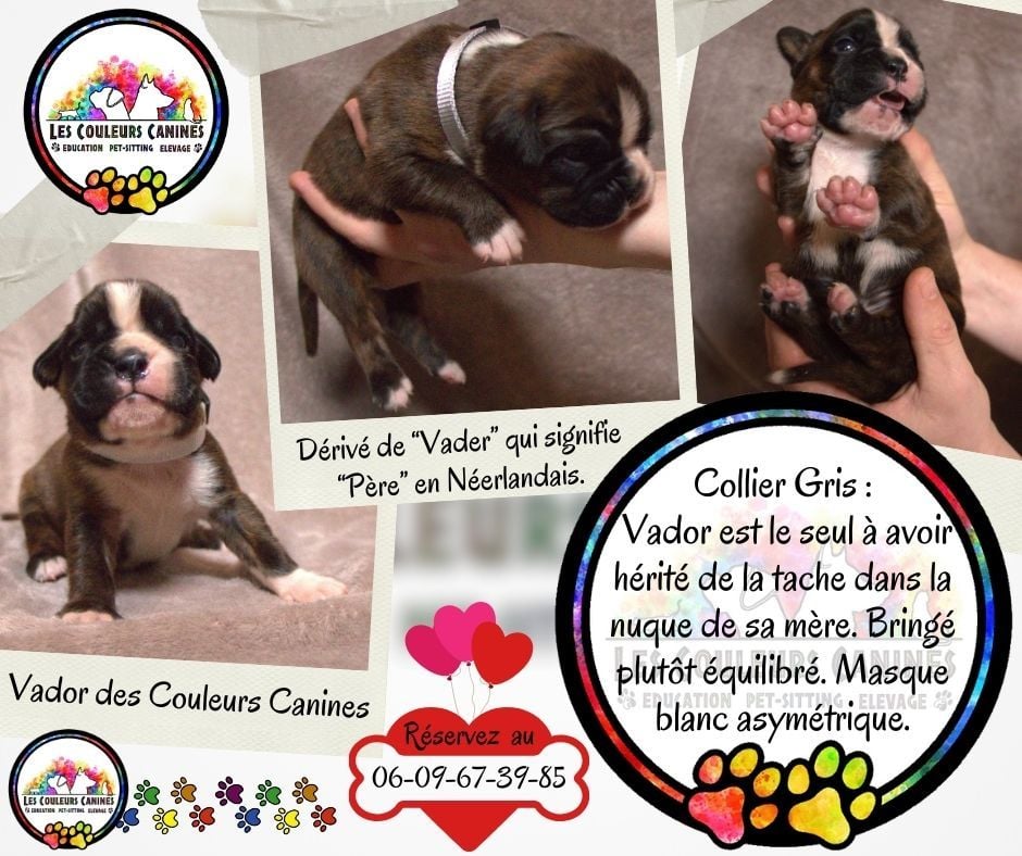 Des Couleurs Canines - Chiots disponibles - Boxer