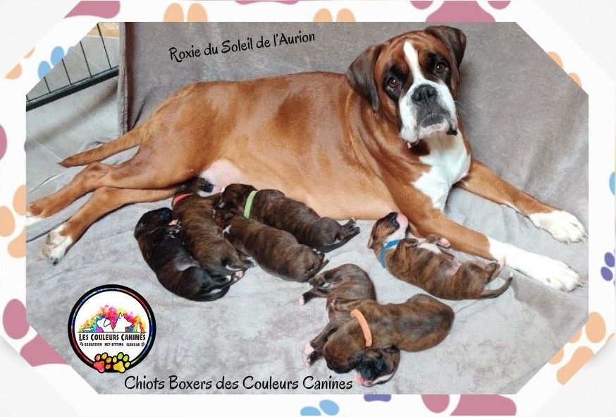 Chiot Boxer Des Couleurs Canines