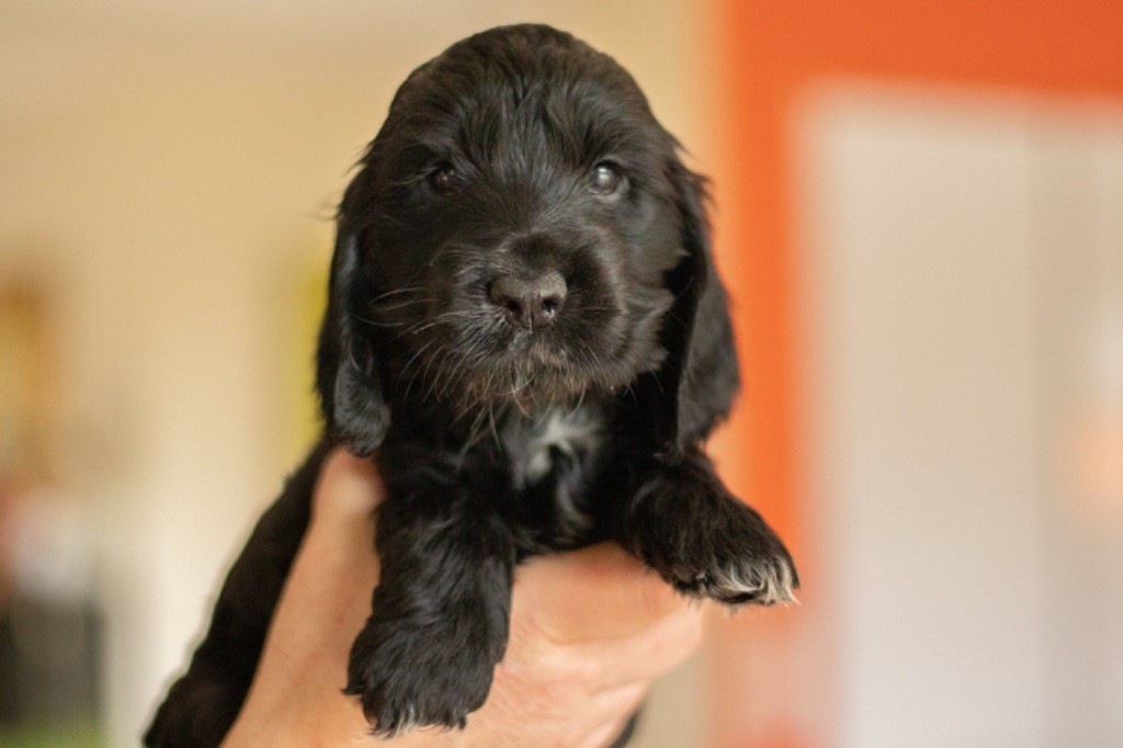 Bois De La Margelle - Chiots disponibles - Cocker Spaniel Anglais