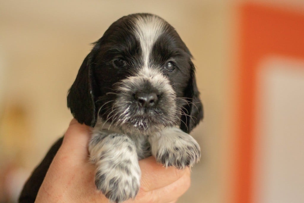 Bois De La Margelle - Chiots disponibles - Cocker Spaniel Anglais