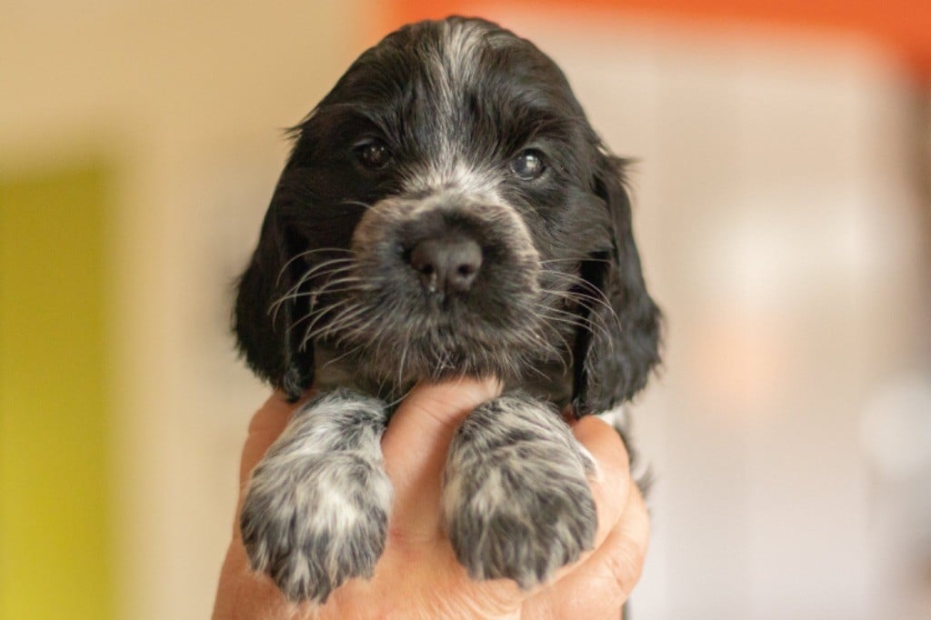 Bois De La Margelle - Chiots disponibles - Cocker Spaniel Anglais