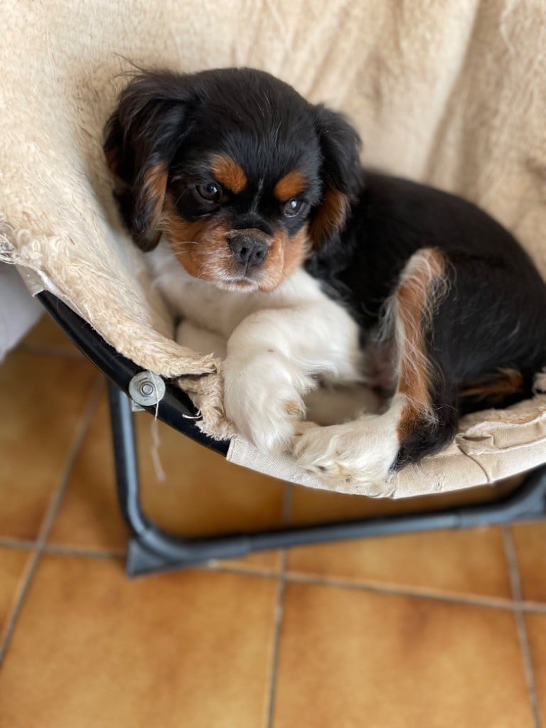 Du Sentier De L’Hugne - Chiots disponibles - Cavalier King Charles Spaniel