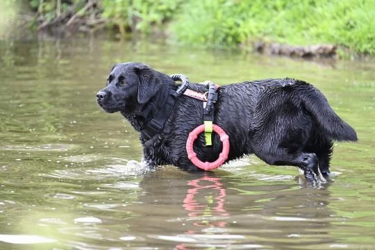 Au Bonheur Des Labs - Sissi au sauvetage à l'eau