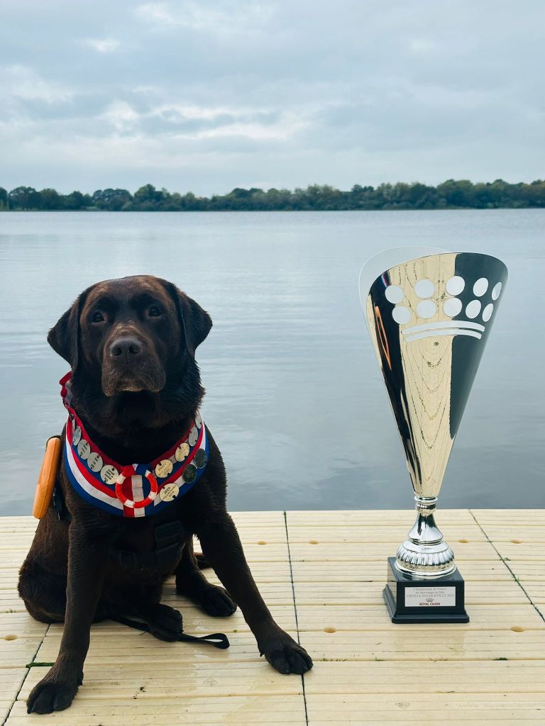 Au Bonheur Des Labs - NEWTON, Champ. de France 2024 de sauvetage en Mer