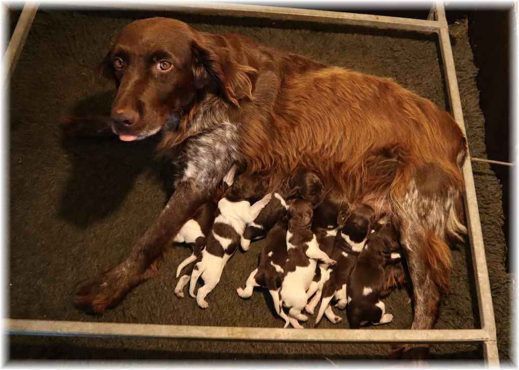 Chiot Petit Epagneul de Münster du domaine d'aiden