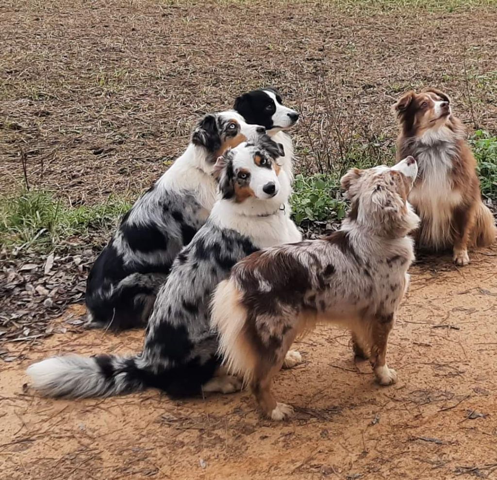 Des Amis Loups - Bienvenue chez les Amis Loups 