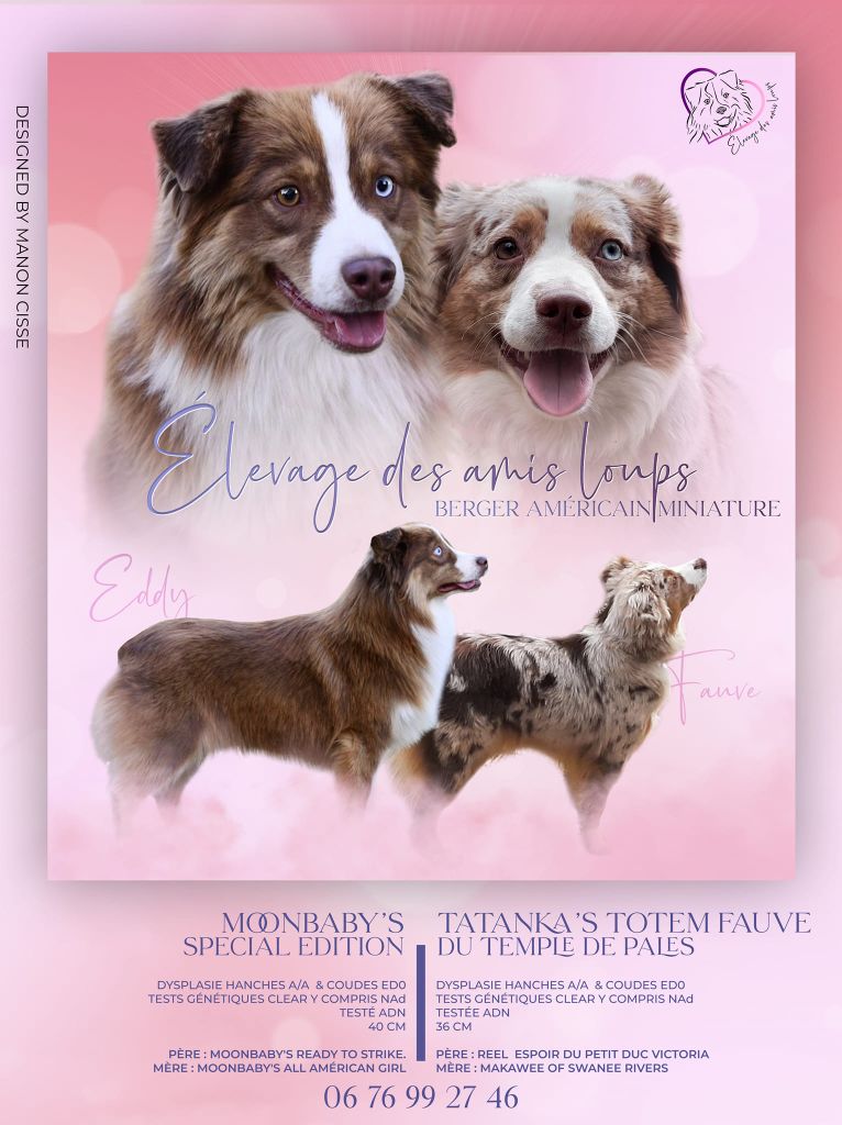 Des Amis Loups - Mariage Fauve et Eddy