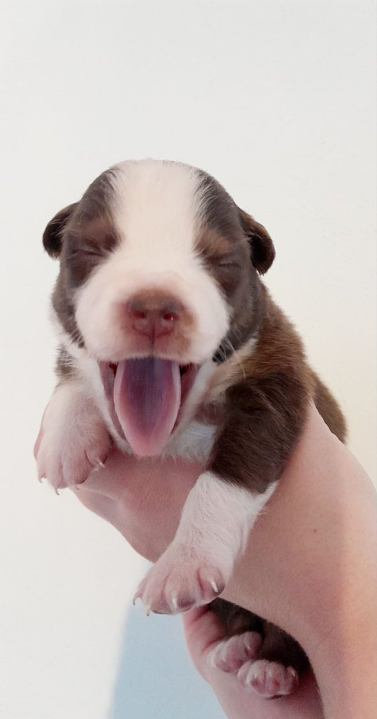 Des Amis Loups - SEANCE PHOTOS DES BEBES