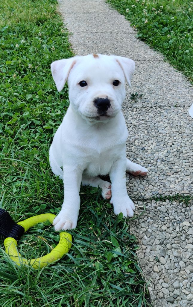 Des Crocs De Rhoscar - Staffordshire Bull Terrier - Portée née le 03/05/2024