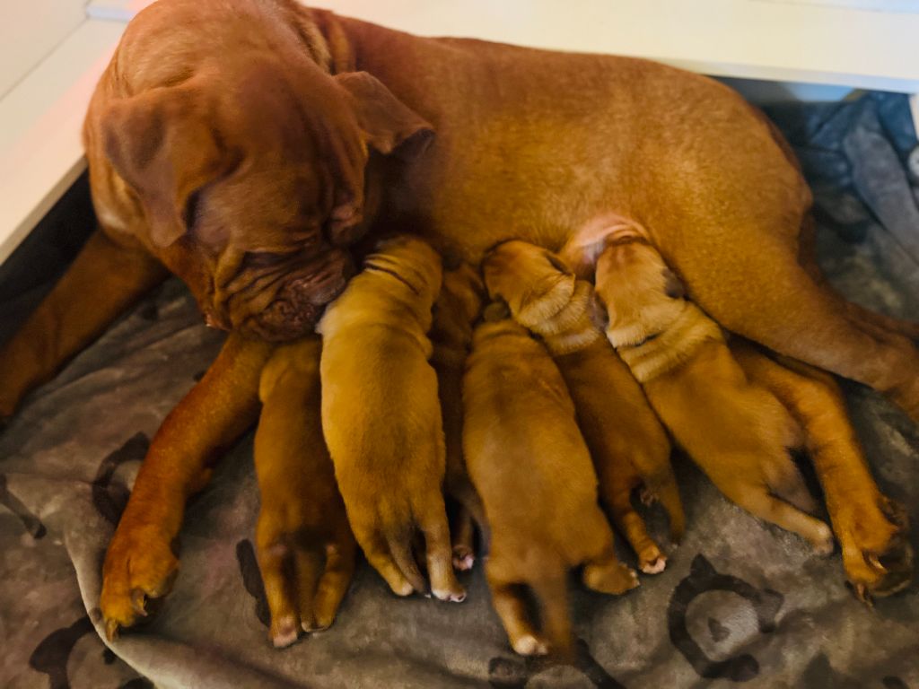 Des Merveilles De Na'vi - Dogue de Bordeaux - Portée née le 09/06/2024