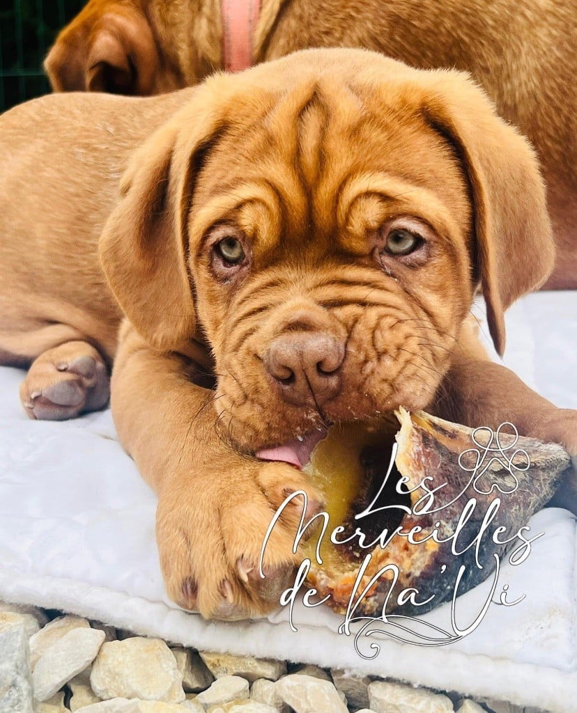 Des Merveilles De Na'vi - Chiots disponibles - Dogue de Bordeaux