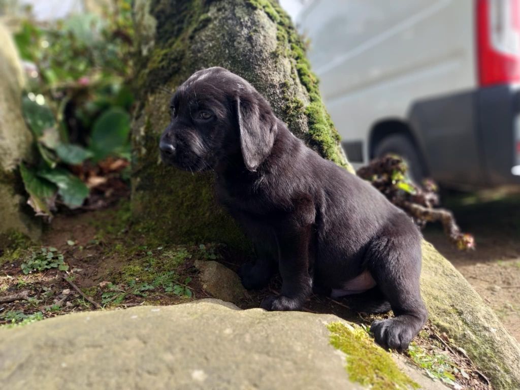 du regard de bianca - Chiots disponibles - Labrador Retriever