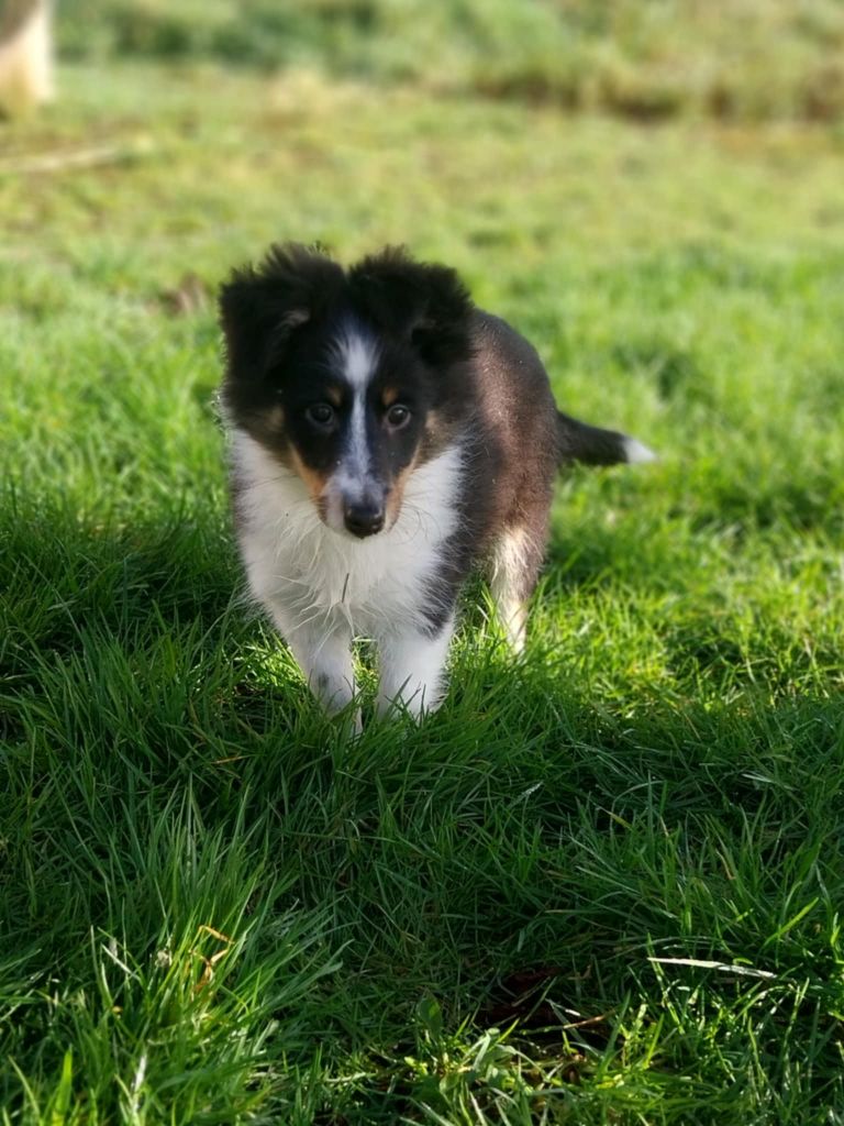 du regard de bianca - Chiots disponibles - Shetland Sheepdog