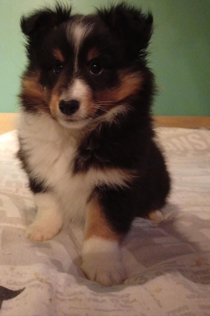 du regard de bianca - Shetland Sheepdog - Portée née le 05/12/2024