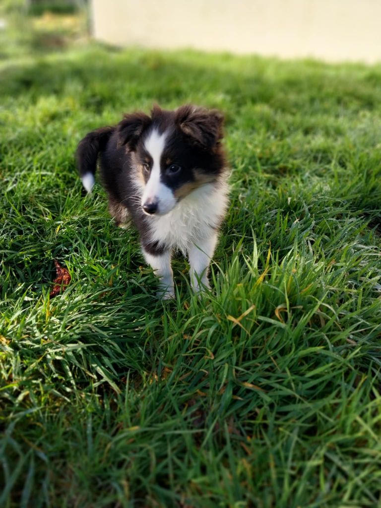 du regard de bianca - Chiots disponibles - Shetland Sheepdog