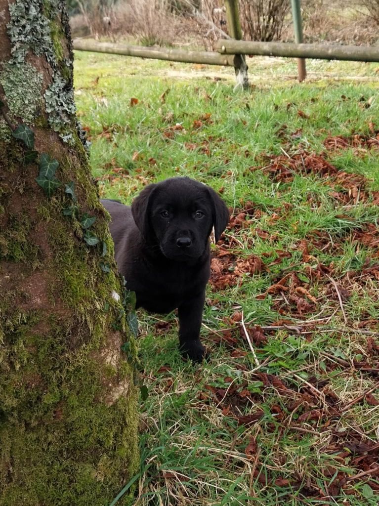 du regard de bianca - Chiots disponibles - Labrador Retriever